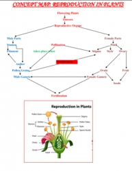 Concept-Map-Reproduction-in-Plants